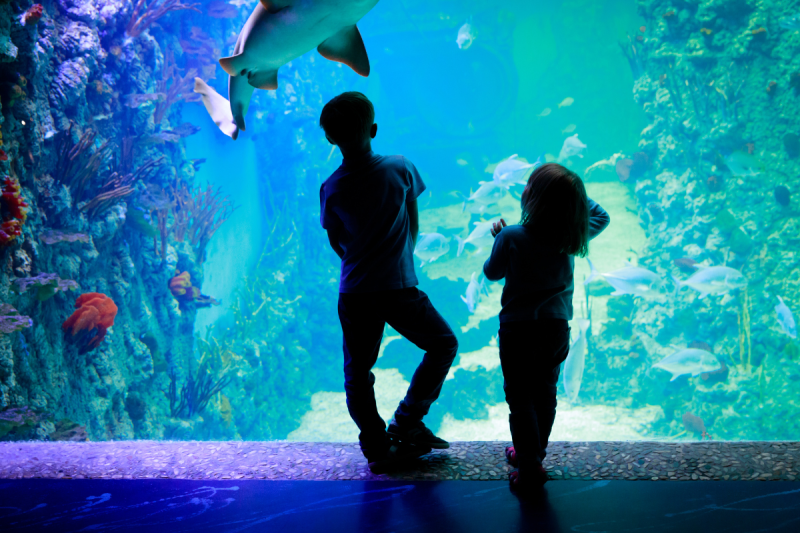 Las Vegas On A Budget: Discover Fun For The Whole Family