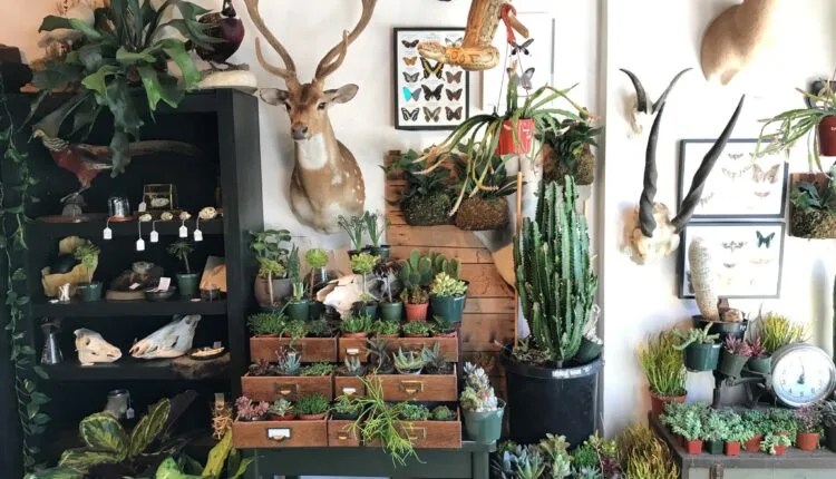 The Surprisingly Cute Taxidermy Shop In Reno (& Other Quirky Stores)