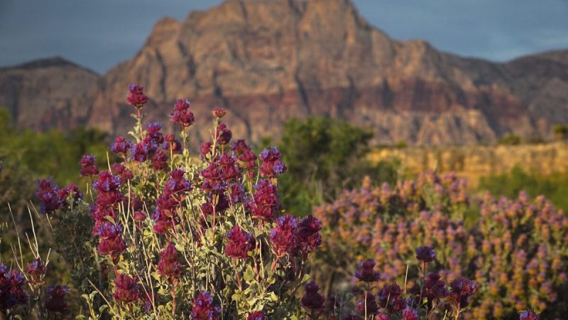 Red Rock Canyon Las Vegas