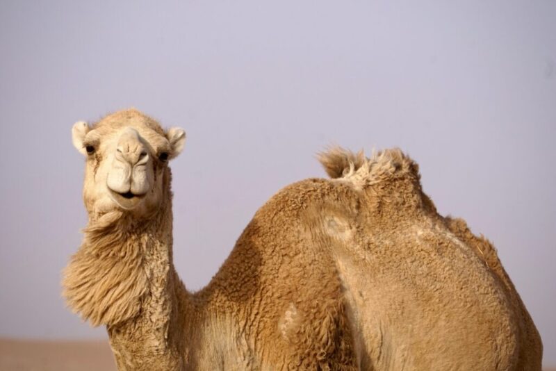 5 Surprising Exotic Pets That Are Legal in Nevada