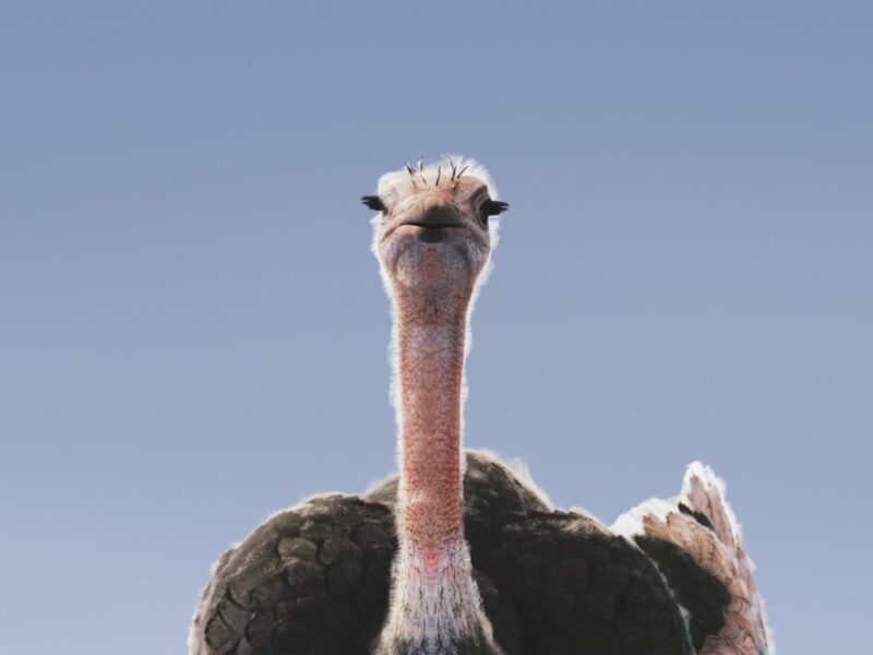 5 Surprising Exotic Pets That Are Legal in Nevada