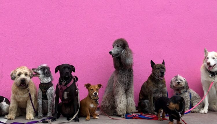 Nevada SPCA Offers $5 Microchipping to Help Pet Owners Meet New County Law