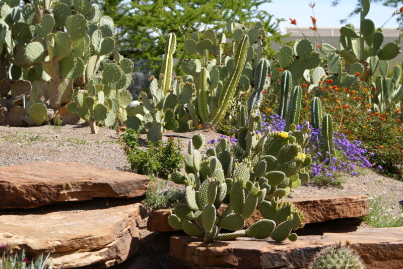 7 gorgeous public gardens in Las Vegas