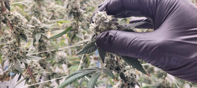 7 Nevada dispensaries with deals for first-time customers