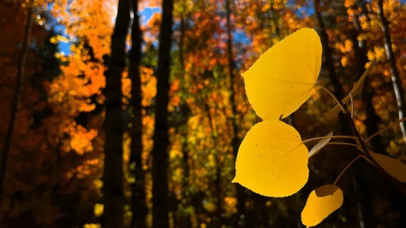 northern nevada's peak leaf colors will likely happen in late october