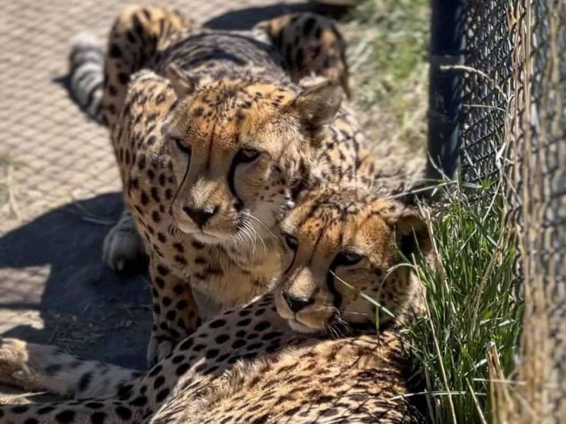 Nevada is one of three states that do not control the private ownership of exotic pets.